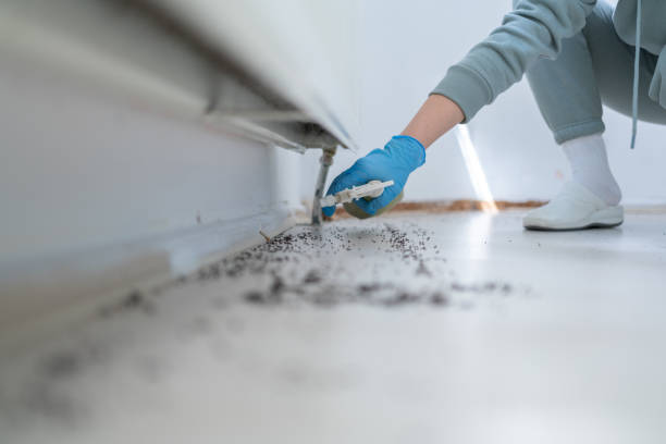 Best Rat Extermination Near Me  in Carmel, IN